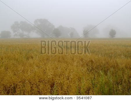 Landschaft mit matutinal Mist im Feld, Russland