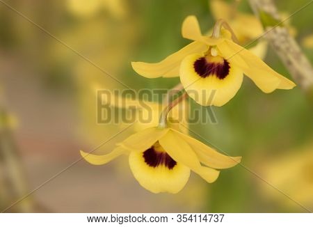 Close-up Of Yellow Orchid Flower With Blurred Background. (dendrobium Friedericksianum Rchb.f.)