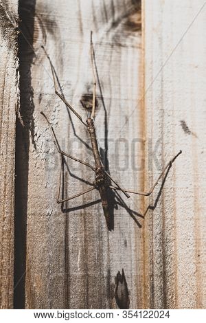 Big Stick Insect Getting Mimetized On Wooden Fence, Shot In Australia In Sunny Backyard