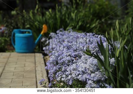 Beautiful Decorated Bed Of Ageratum With A Watering Can, Gardening