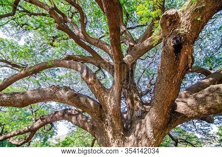 Scenery Of Giant Rain Tree (chamchuri Tree) Or Monkey Pod Tree With Green Leaves At Kanchanaburi. To
