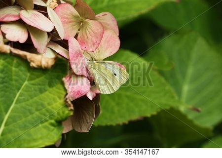 A Small Butterfly On Pink Hydrangea Collecting Pollen. Green Leaves Around. Botanical Park. Beautifu