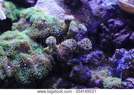 Beautiful Colorful Underwater Marine Life In The Aquarium