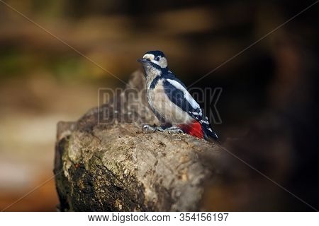 The Great Spotted Woodpecker ,dendrocopos Major, Sitting On The Tree Trunk In The Middle Of Forest W