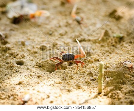 Uca Vocans, Fiddler Crab Walking In Mangrove Forest At Phuket Beach, Thailand