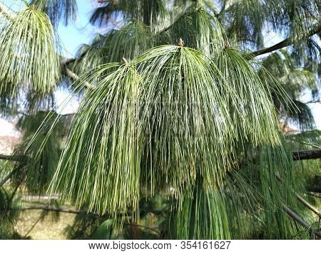 Beautiful Pine Branches With Long And Thin Prickly Needles. The Tree Looks Soft And Fluffy. The Need