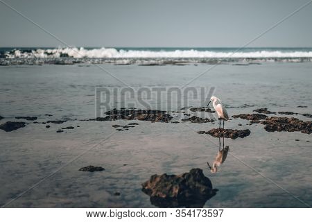 Little Egret Stands On A Coral Reef In In Hikkaduwa, Sri Lanka