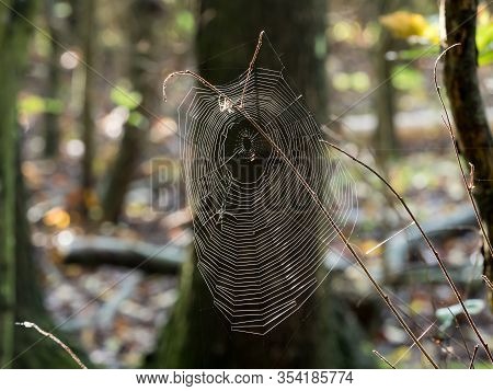 Spider Web Backlit By Sun, With Spider At Top Of Web.