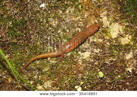 Fehérfarcsíkú szalamandra (Desmognathus conanti)