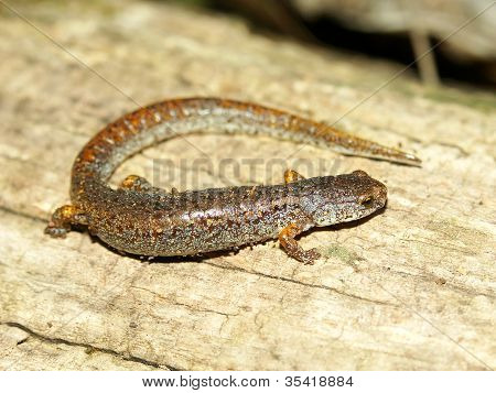 Négyujjú szalamandra (Hemidactylium scutatum)