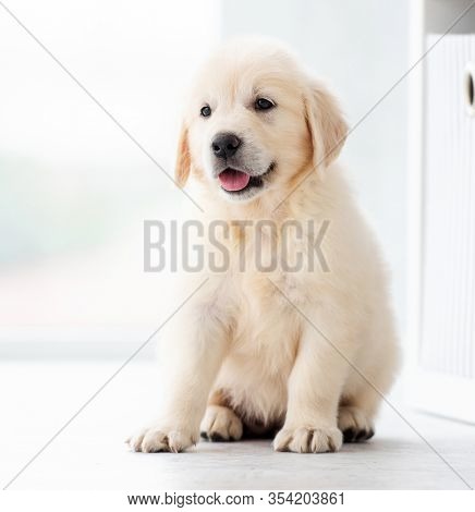 Sweet retriever puppy sitting indoors