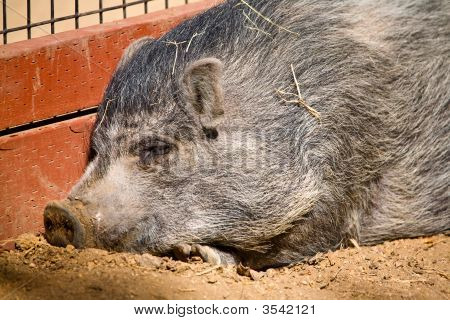 Cochon miniature somnoler au soleil