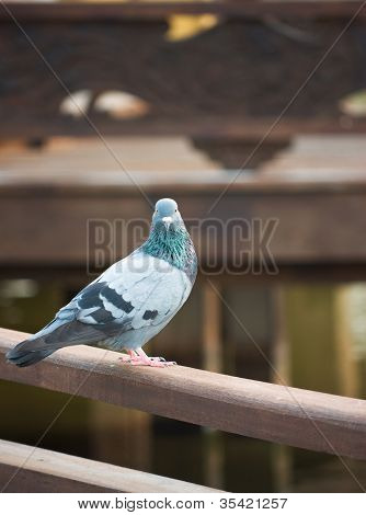 Pombo