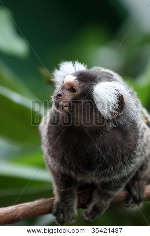 Marmoset