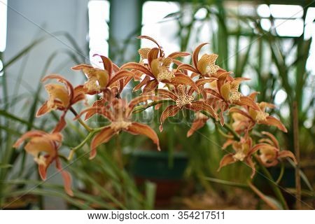 Cymbidium Tracyanum, Or Tracy's Cymbidium, Is A Species Of Orchid.