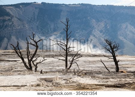 Dead Trees In Mammoth Hot Spring, Yellowstone National Park, Wyoming, United States