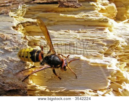 A Hornet Takes Rotten Wood.