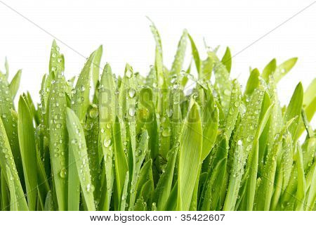 Våd gras closeup