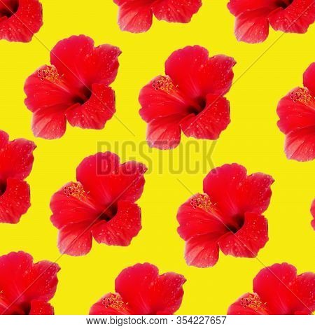 Large Flower Of Red Hibiscus Hibiscus Rose Sinensis Pattern Background On The Yellow Background