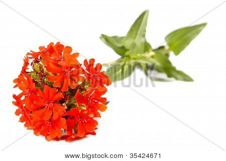 ดอกไม้เยรูซาเลมไขว้ (lychnis Chalcedonica)