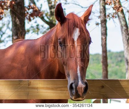 A Horse Head Over A Fence Rail