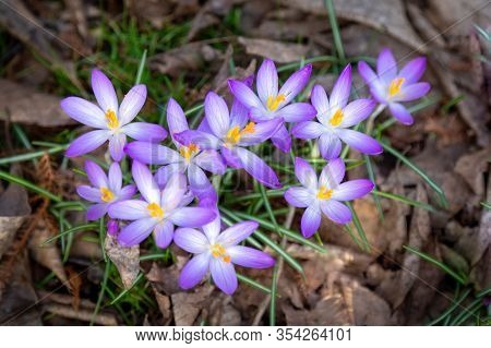 Crocus, Lots Of Crocuses Or Croci Is A Genus Of Flowering Plants In The Iris Family. A Single Group 