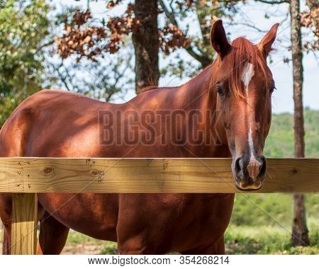 Brown Horse Peering Over A Corral Fence