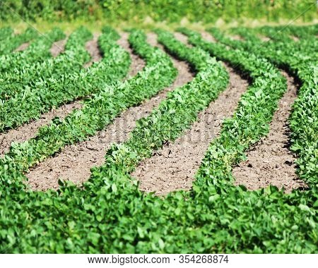 Close Up Of Rows Of Bean Plants In A Soy Bean Field