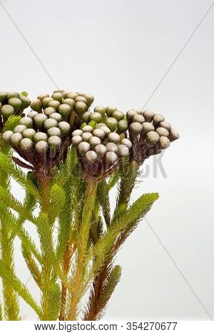 Flowers Of A Brunia Bush, A Plant From South Africa, With Gray Background