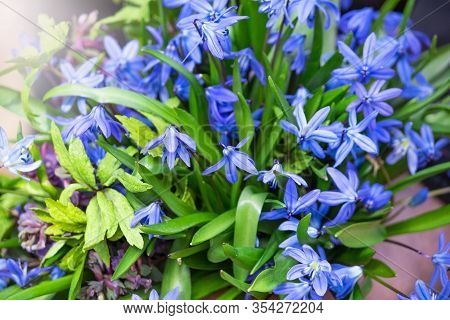 Blue Daisy Flower. Flower In Garden At Sunny Summer Or Spring Day. Flower For Postcard Beauty Decora