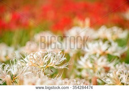 White Spider Lily Flowers In Front Of Red Flowers