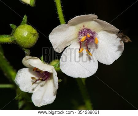 Closeup Of White Flower Blossoms Of A Moth Mullein (verbascum Blattaria) Wildflower With A Black Bac