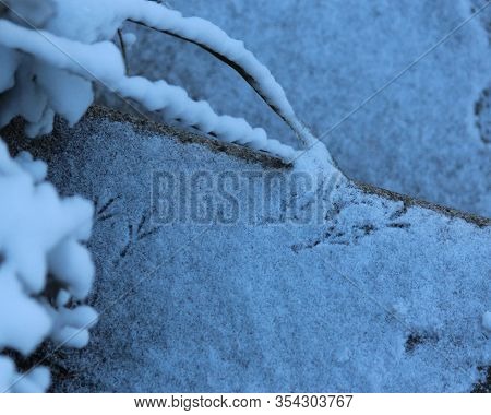 Tiny Bird Prints On The Snowy Ground