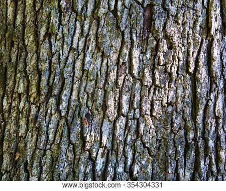 Close Up View Of The Bark On A Large Tree Trunk