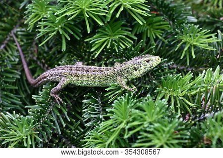 On Green Fluffy Branches Of A Fir There Is A Little Lizard With An Original Pattern On Skin In Gray-