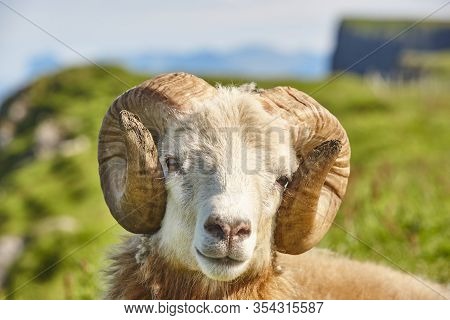 Head Sheep Lamb Grazing Under Blue Sky On Faroe Islands