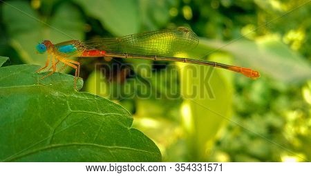 blue eyed indian dragonfly insect species found in tropical rainforest.Wildlife insects photography.
