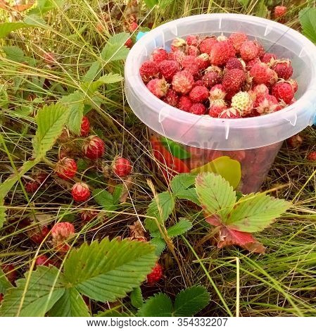 Forest Strawberries In The Grass And A Bucket