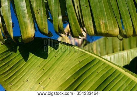 Detail Of The Leaves Of A Banana Tree On A Sunny Day. Musa Acuminata Colla