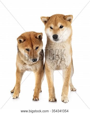 Shiba Inus In Front Of White Background