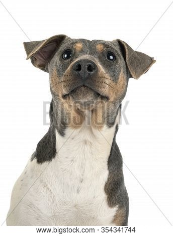 Brazilian Terrier In Front Of White Background