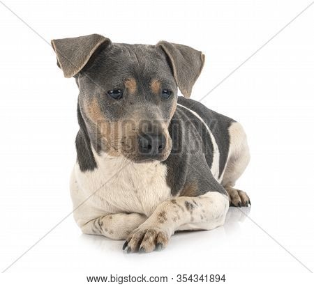 Brazilian Terrier In Front Of White Background