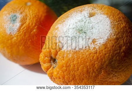 Rotten Citrus. Penicillium Mold On An Orange Fruit. Microscopic Fungi Producing Penicillin Antibioti