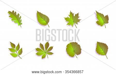 Green Leaf Set On White Background. Vector Isolated Illustration. Spring, Summer Leaves Collection. 