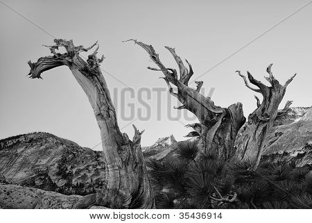 Picco di montagna con alberi alterati