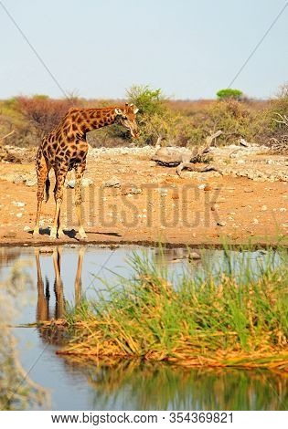 Lone Giraffe Standing Over A Waterhole With A Nice Reflection And Green Grass In The Foreground, Ong