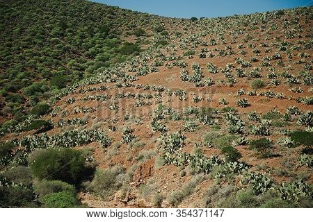 Opuntia Or Prickly Pear Cacti Which Is An Invasive Species Growing In The Wild In The Northern Cape 