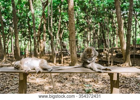 Funny Monkeys Relax On A Bench In The Monkey Forest In Ubud. A Monkey Is Sitting And A Monkey Is Lyi
