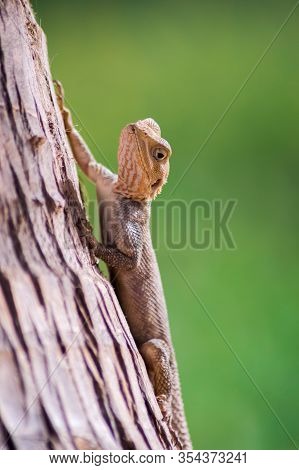 Lizard On A Beach In Gambia, Agama Lizard (agama Agama)