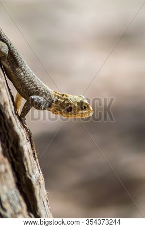 Lizard On A Beach In Gambia, Agama Lizard (agama Agama)